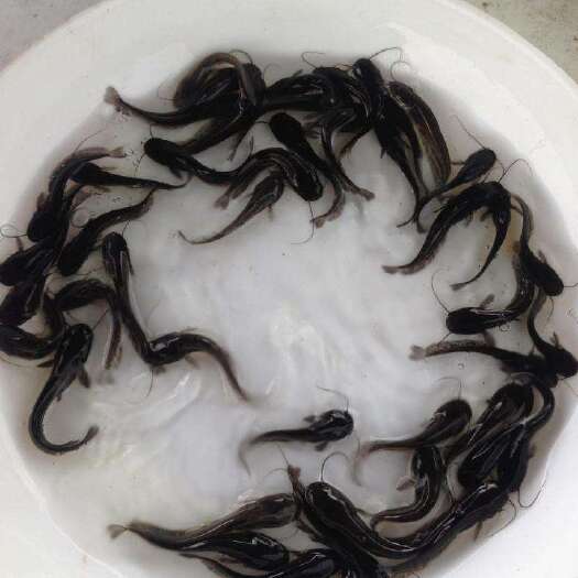 德江县大口鲶鱼苗   【大口鲢鱼苗】免费检测水质鱼塘规划鱼苗搭配及