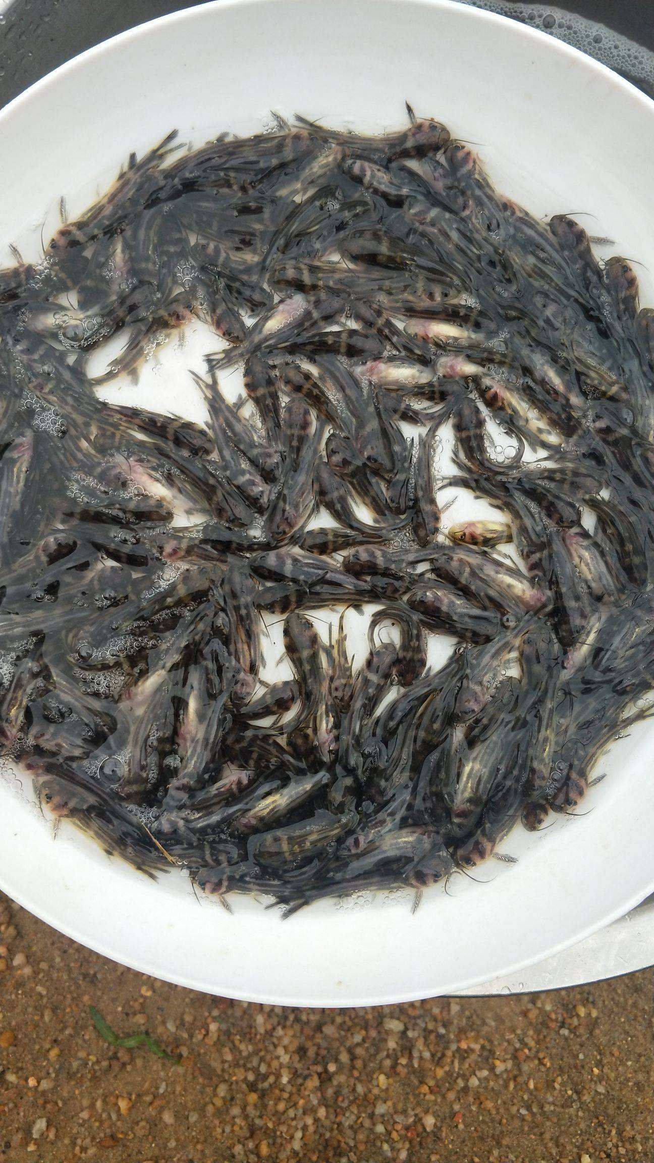 黄颡鱼苗   【鱼苗黄辣丁鱼苗】基地直供，全国各地免费送货上