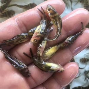 重庆市【鱼苗黄辣丁苗】免费检测水质鱼塘规划鱼苗搭配及售后服务