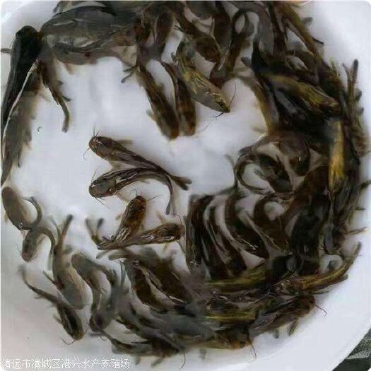 重庆市【鱼苗黄辣丁苗】基地直供，专车运输，技术指导售后服务