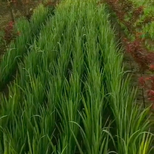 定州市黄菖蒲