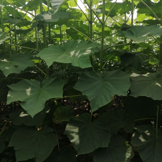 泡桐 炮桐树苗