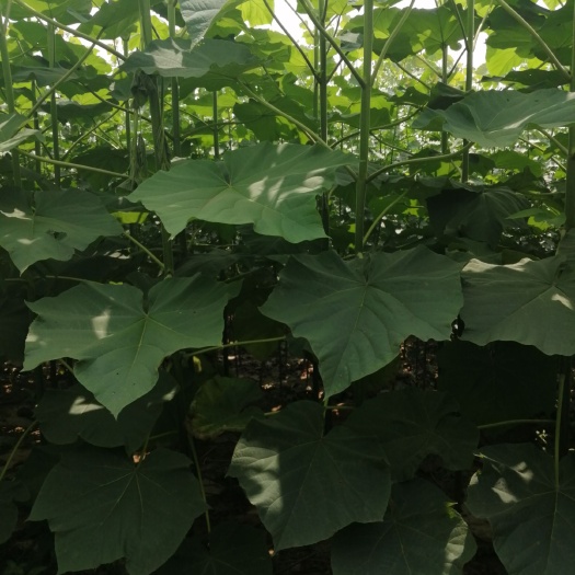 冠县泡桐 炮桐树苗