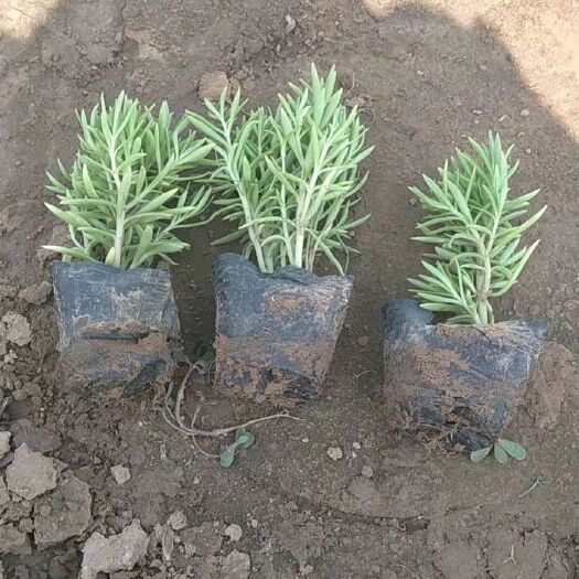 青州市佛甲草