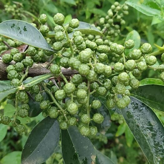 成都青花椒 以质量为经商之道，食品安全为经商之本
