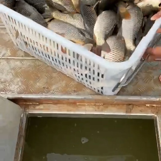 西安 出售回锅鲤鱼