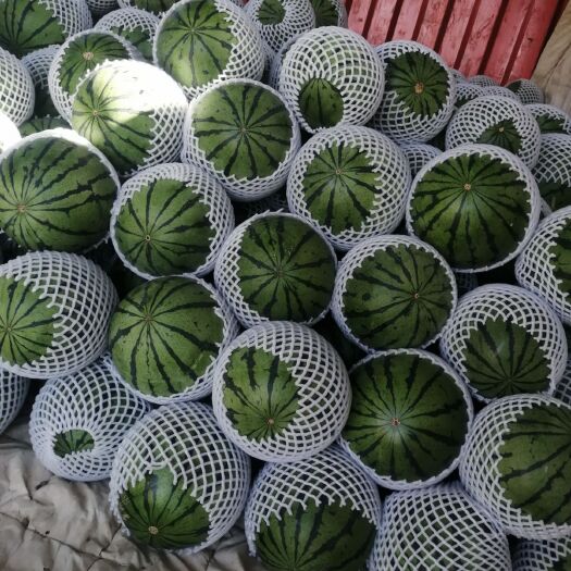 京欣西瓜  武威大棚吊瓜 汁多味甜 全年种植货量足 可供批发