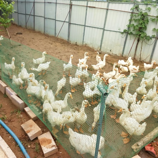 保定大三花鹅 8-10斤 统货 全散养