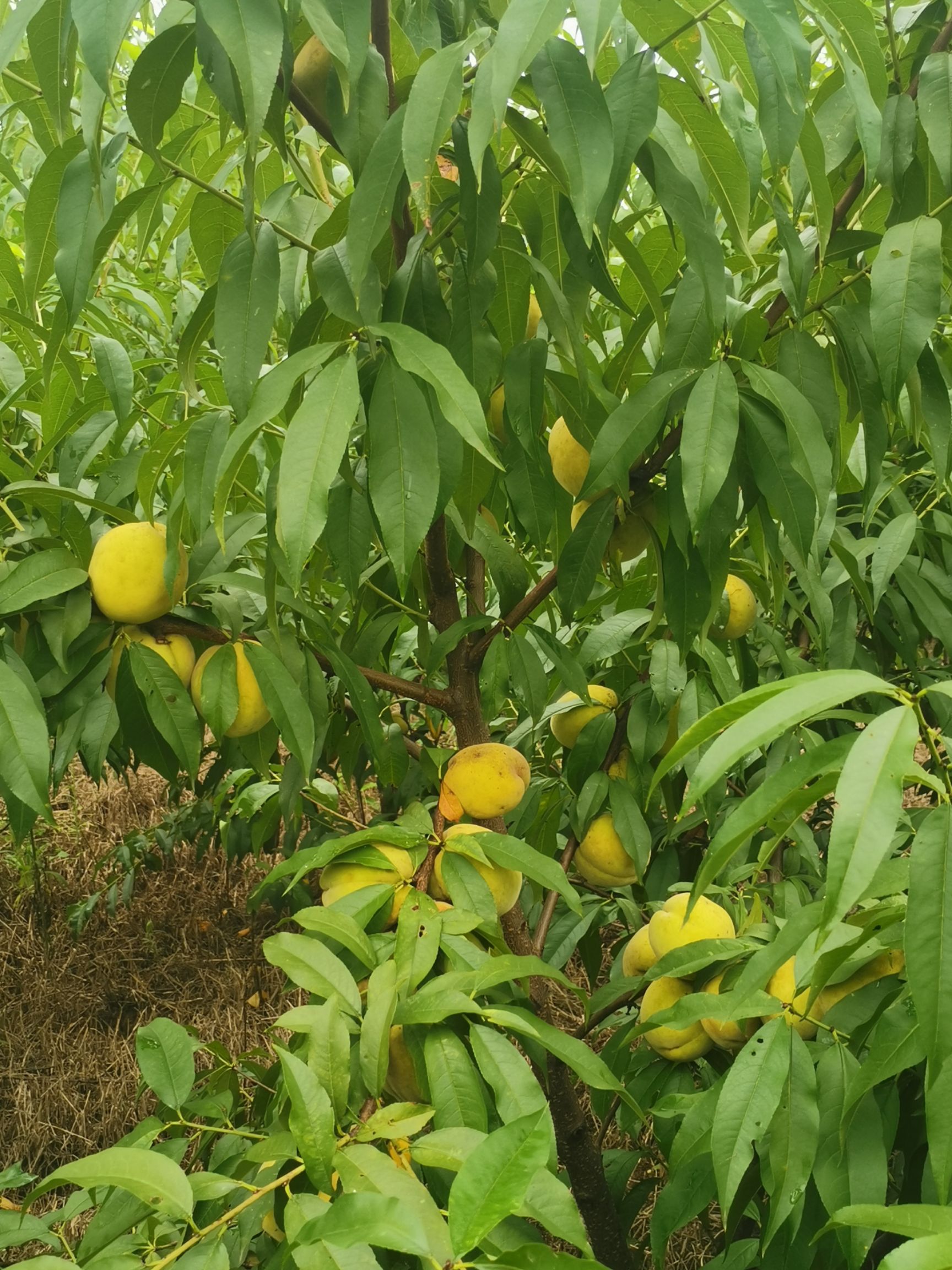  大量出售锦绣黄桃，价格优惠