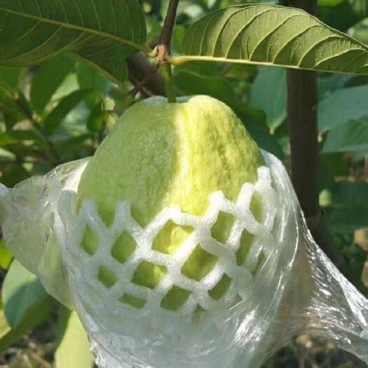 漳州漳州产地新鲜番石榴白心芭乐农家特产现摘应季热带水果芭乐石榴