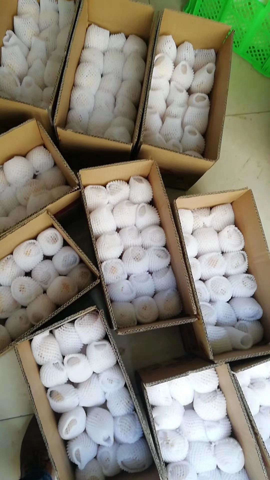 圆果人参果 中国人生果之乡大量开始上市
