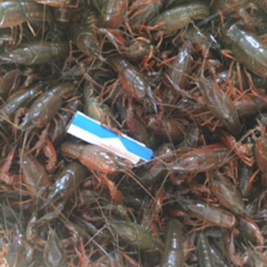 洪湖市 洪湖小龙虾34