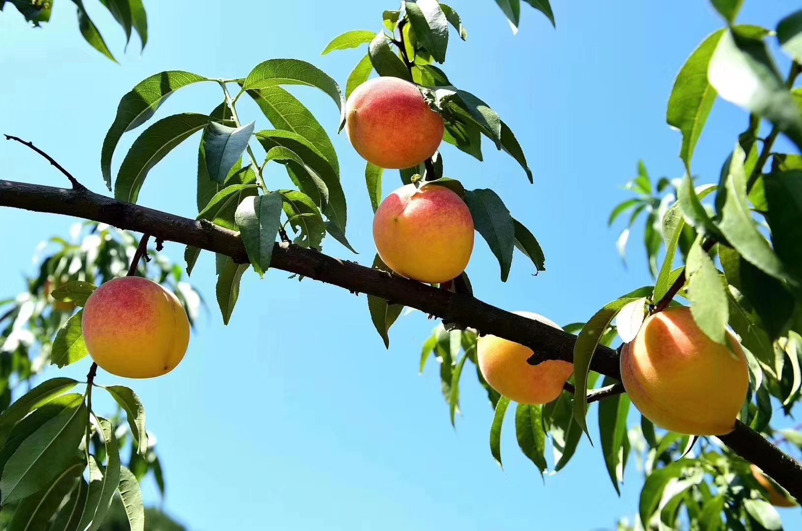  麻阳兰生新鲜长寿黄桃
