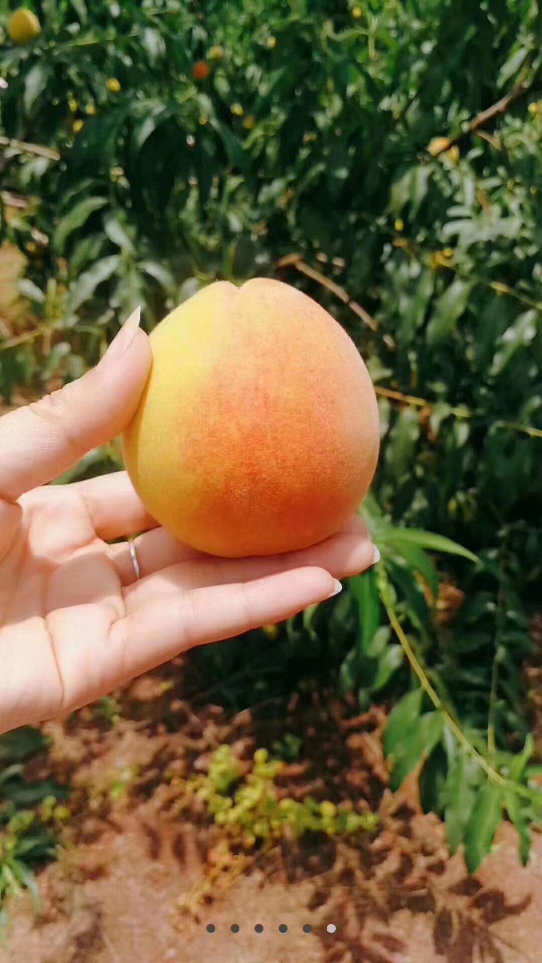  麻阳兰生新鲜长寿黄桃