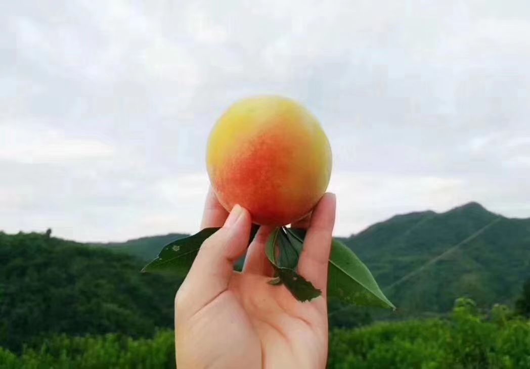  麻阳兰生新鲜长寿黄桃