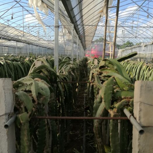 成都金都一号火龙果  蜜宝红心火龙果，成都本地种植基地，果好价优新鲜，皮薄肉厚