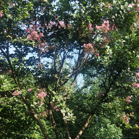 鲁山县速生紫薇
