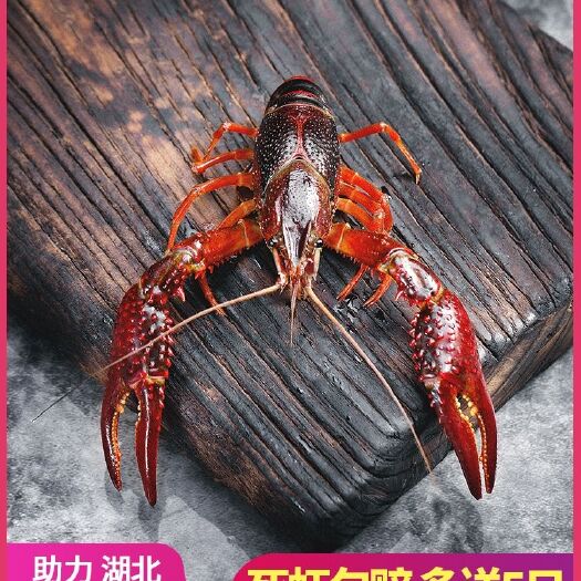 仙桃市 许坝村稻田小龙虾鲜活淡水大青虾45钱新鲜清水虾5斤活虾顺丰包