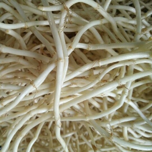 长顺县白茎鱼腥草 基地直供，性价比高，距离贵阳合棚蔬菜批发市场近，35公里