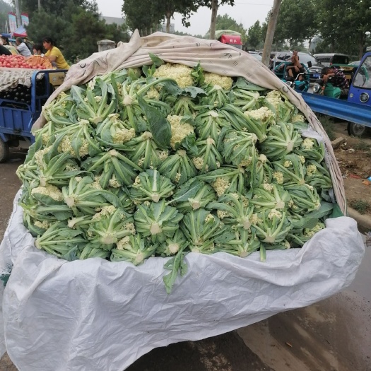 中牟县白花菜花  郑州中牟菜花供应