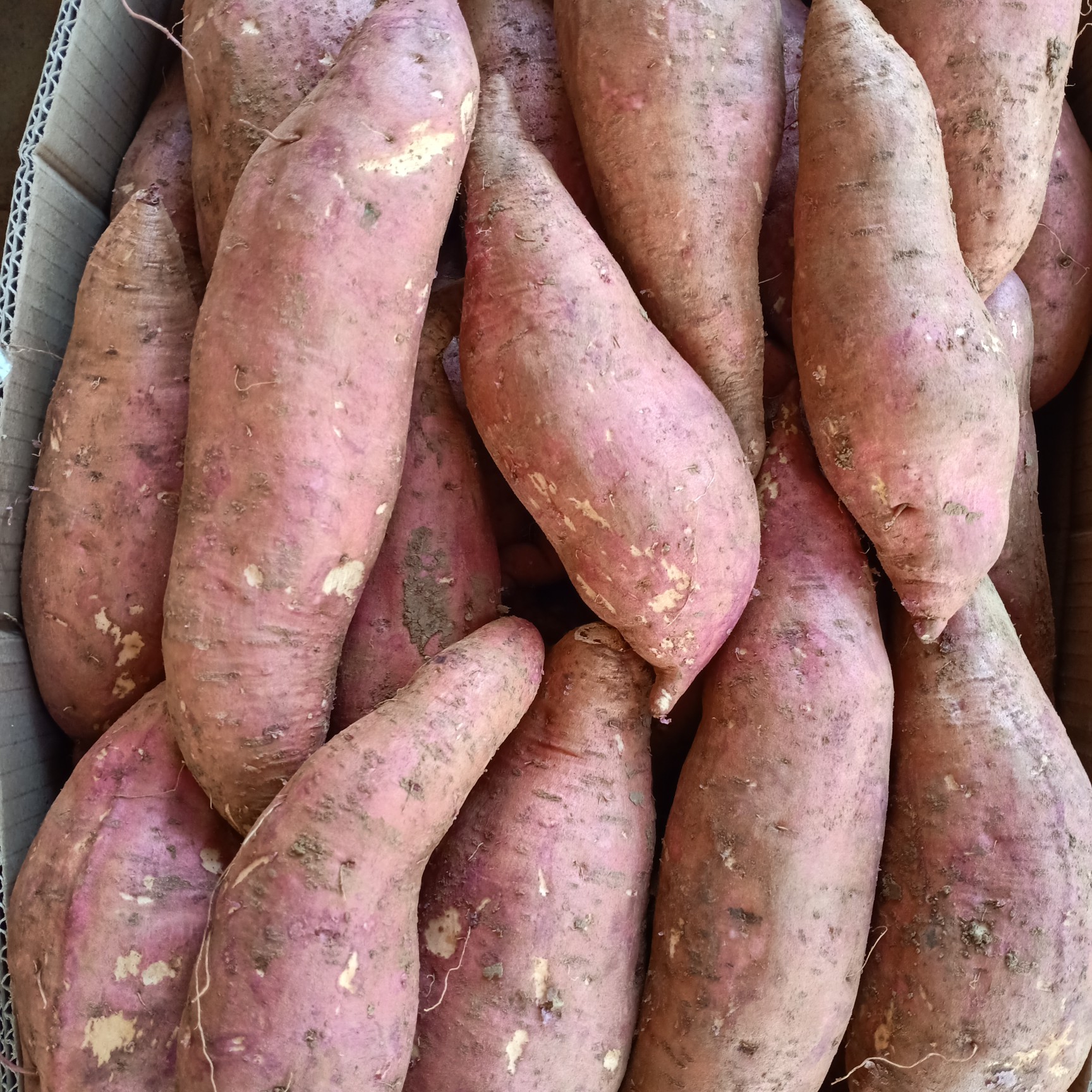 湖北精品西瓜红龙九红薯大量上市外型匀称口感细腻