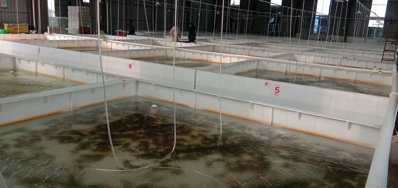  洪泽湖精品大闸蟹 优质蟹苗 原产地直发 长年供应全国各大城市