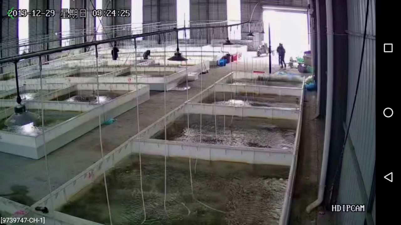  洪泽湖精品大闸蟹 优质蟹苗 原产地直发 长年供应全国各大城市