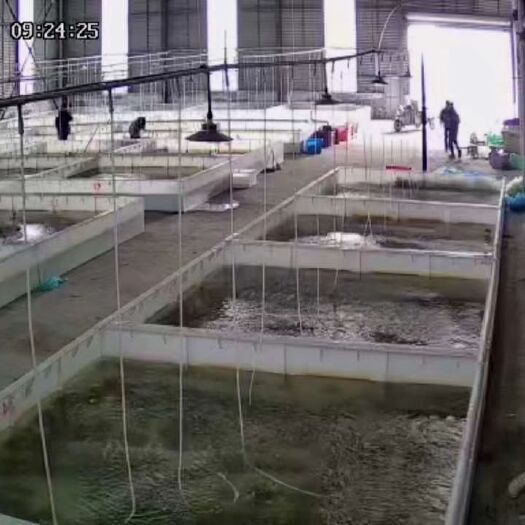 泗洪县 洪泽湖精品大闸蟹 优质蟹苗 原产地直发 长年供应全国各大城市