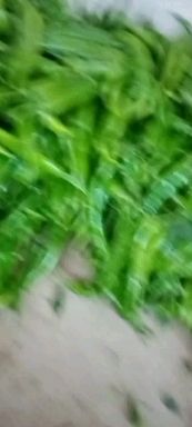 精品辣椒，绿霸16号，羊角椒，产地直供