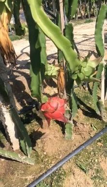 勐海县金都一号火龙果 大量好货质量保证
