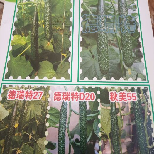莘县密刺黄瓜 25~35cm