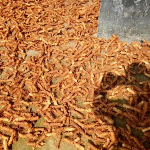 桂阳县 新货无硫统条产地直销质量保证玉竹条玉竹片玉竹条统条精选大货