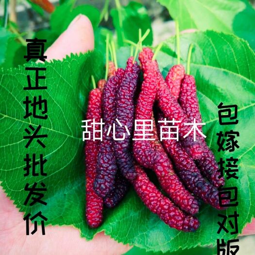海宁市长果桑苗  长果桑苗   青苗（果实超长鲜甜）南方地区主