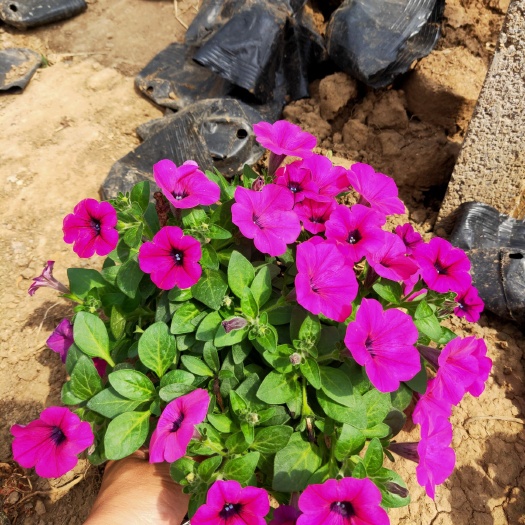 青州市 垂钓牵牛生产基地大盆小盆大量有货