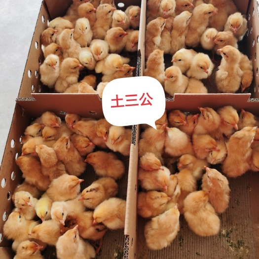 广州黄花公鸡苗 广州杨记禽业