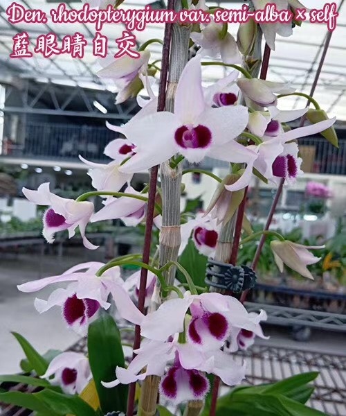 惠安县 石斛蓝眼睛石斛盆栽苗