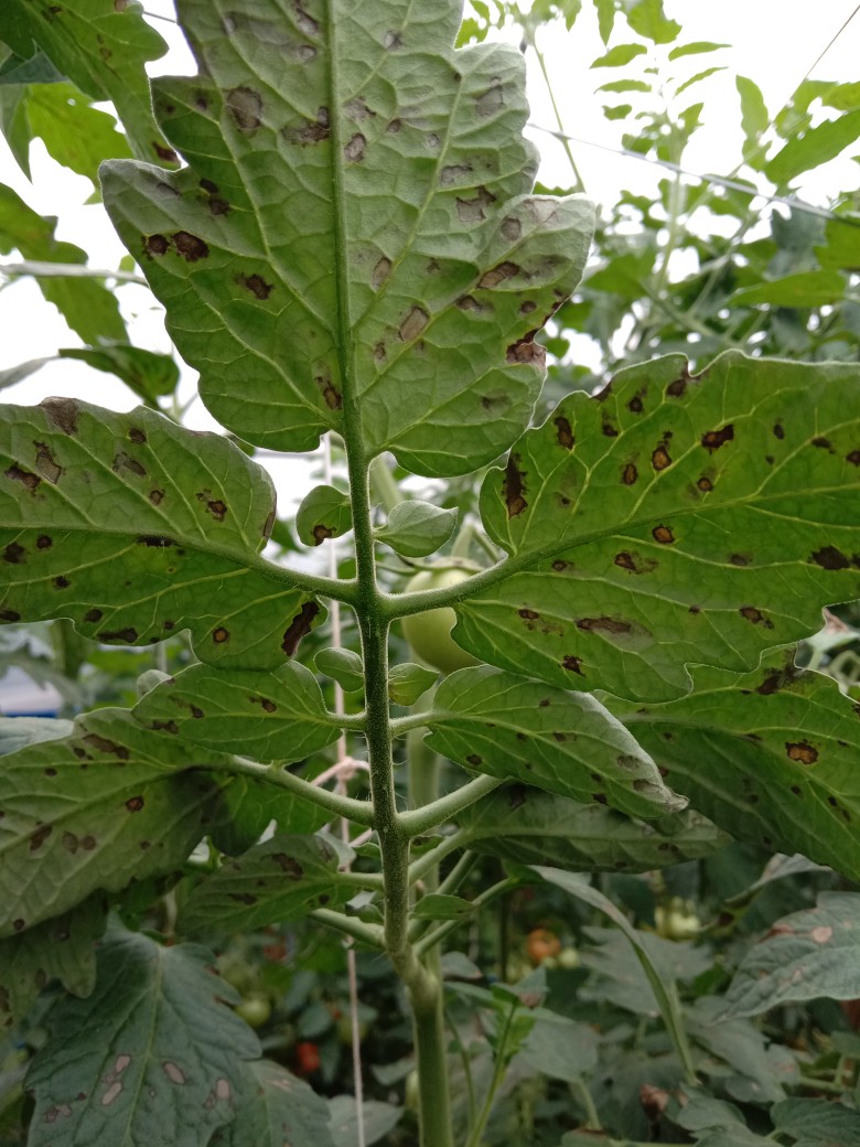 王老师你好我的番茄可能是得了日灼病请问有要用什么药来缓解谢谢