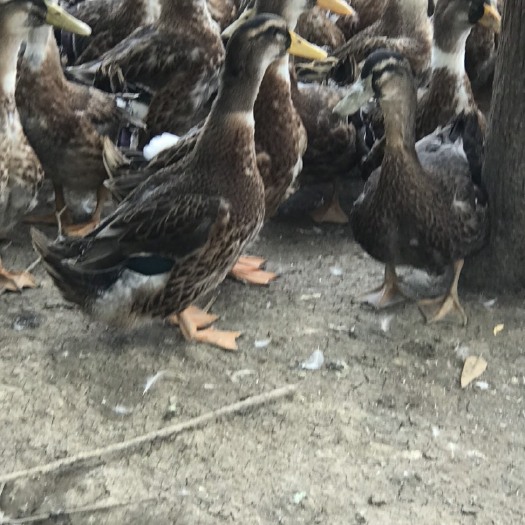 贵港长期供应麻鸭青头鸭