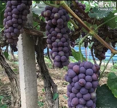 商丘藤稔葡萄 自家种了好几亩地，现已经成可出售