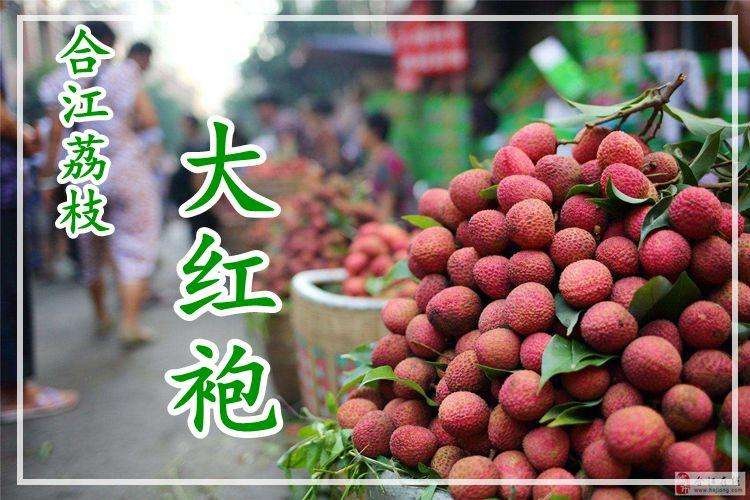 合江县大红袍荔枝  合江县晚熟荔枝，热销中