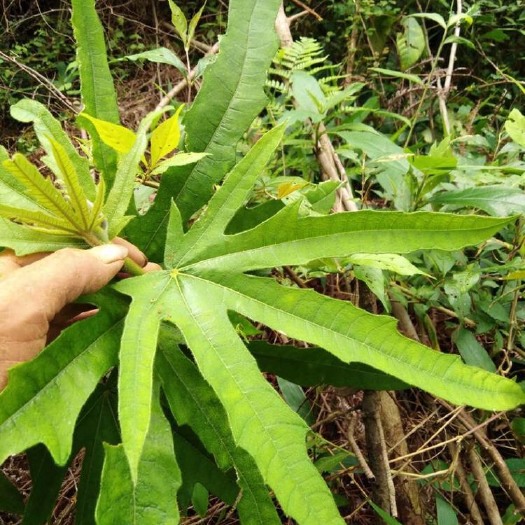 连南县五指毛桃  粤北山区瑶山天然