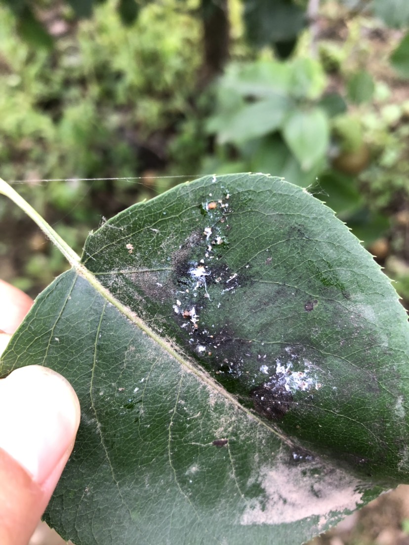 您好請幫忙看下梨樹葉子上的蟲子是梨木蝨嘛打了兩次農藥沒有止住現在