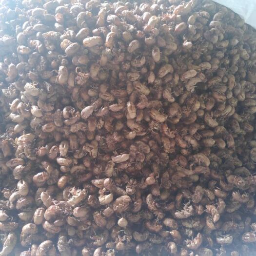垫江 精品蝉蜕壳，个头完整，品质干燥，干净无杂质