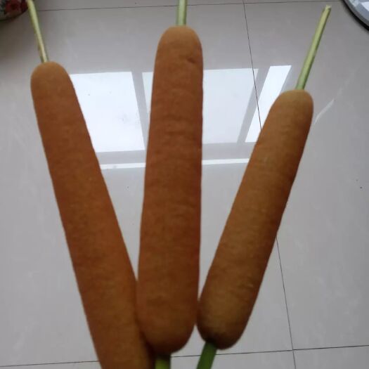 孝昌县 蒲黄