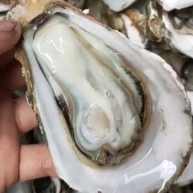 阳西县广东阳江生蚝生蚝养殖户提供大中小规格生蚝