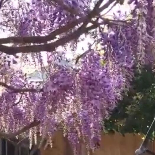 平邑县多花紫藤  ，自家种植，现挖现卖