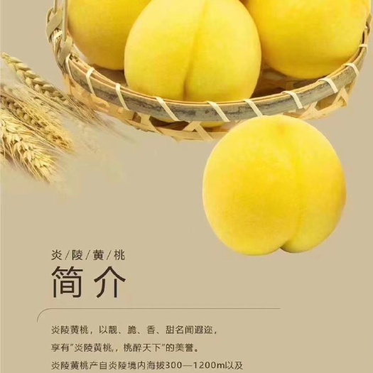 炎陵县炎陵黄桃 45mm以上 3 - 4两
