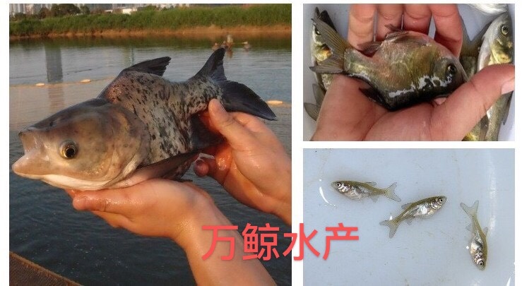 博罗县 缩骨大头鱼苗缩骨鳙鱼苗缩骨花鲢鱼苗缩骨胖头鱼苗