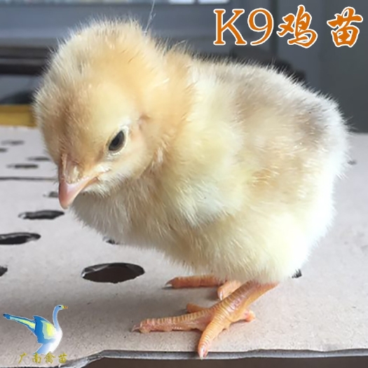 南宁 k9鸡苗小鸡大型鸡活苗麻黄鸡包运输质量优等疫苗注射技术指导