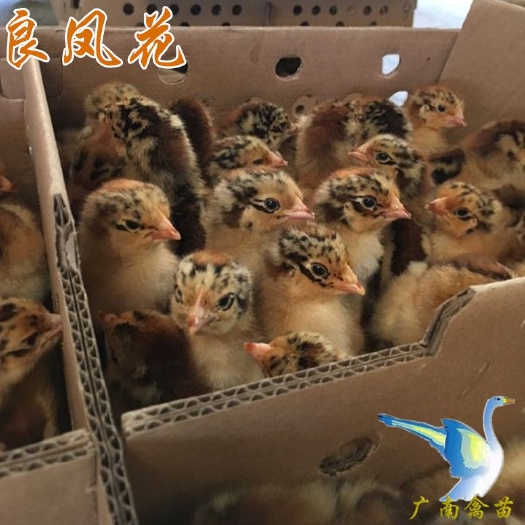 南宁 良凤花鸡苗小鸡大种肉鸡活体疫苗注射质量保证包运输技术指导